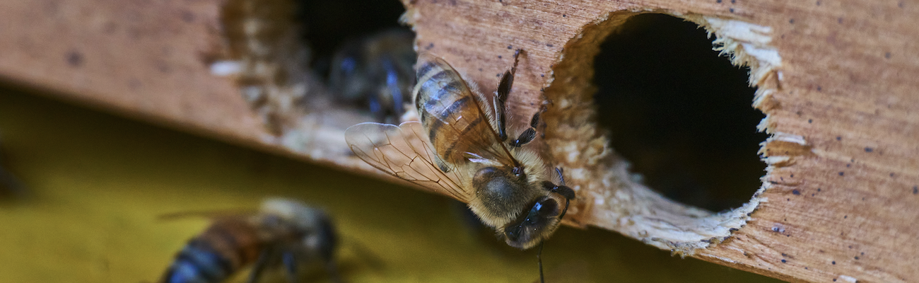 Ape che raccoglie nettare