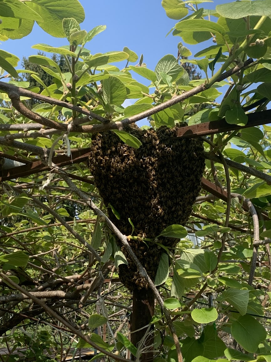 Recupero sciami d'api a Varese
